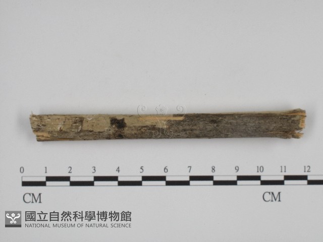 叉絲革菌屬藏品圖，第4張