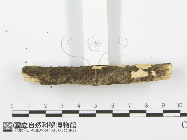 登錄號:F0001605藏品圖，第4張