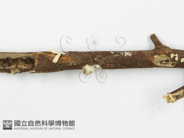 登錄號:F0012605藏品圖，第4張