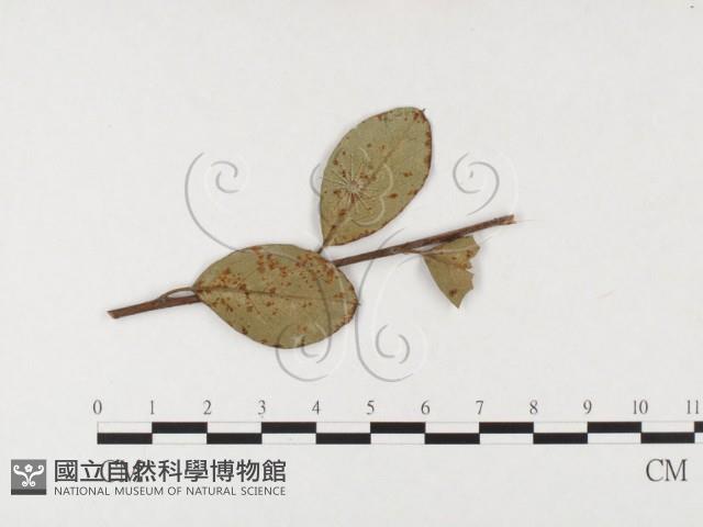 登錄號:F0026405藏品圖，第4張