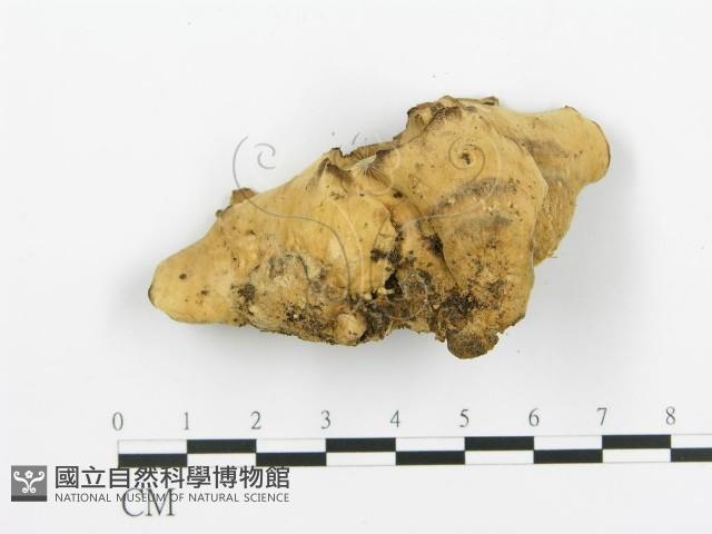 煙管菌藏品圖，第4張