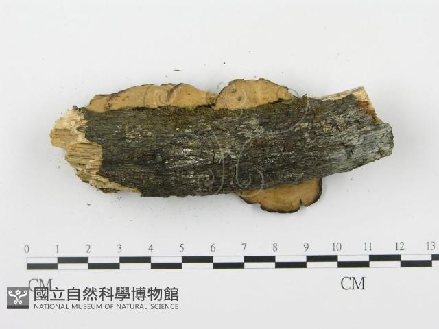 登錄號:F0001405藏品圖，第4張