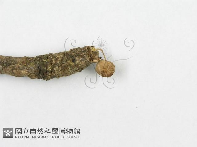 登錄號:F0013405藏品圖，第4張