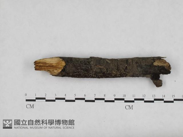 登錄號:F0004705藏品圖，第4張