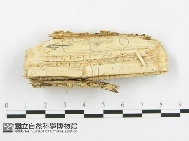 登錄號:F0020505藏品圖，第4張