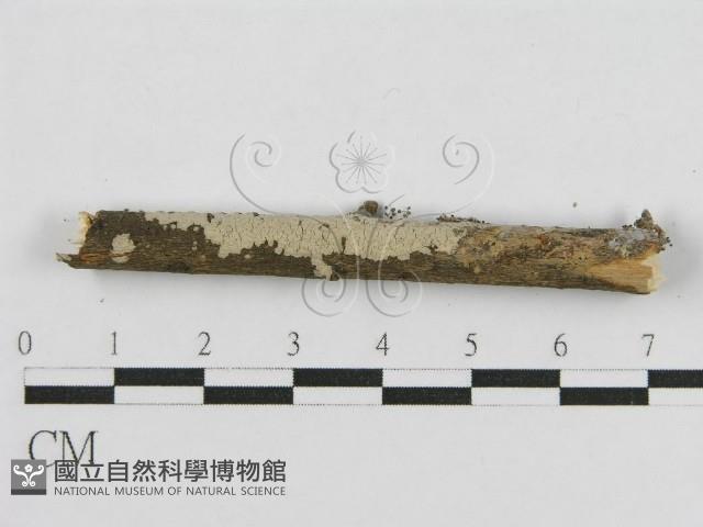 登錄號:F0010505藏品圖，第4張