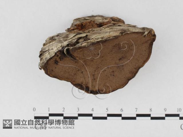 登錄號:F0026505藏品圖，第4張