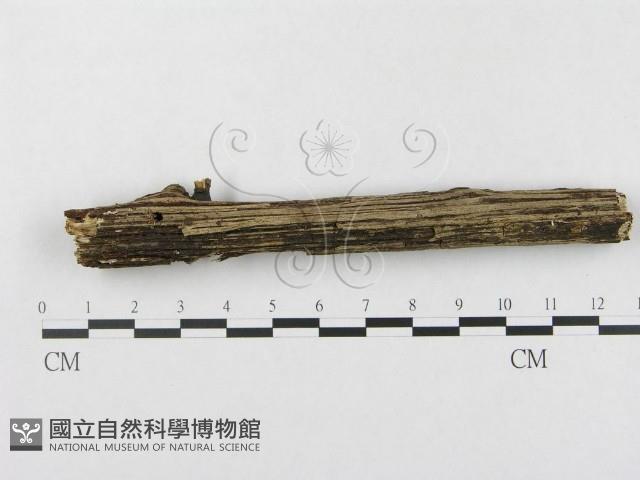 登錄號:F0000305藏品圖，第4張