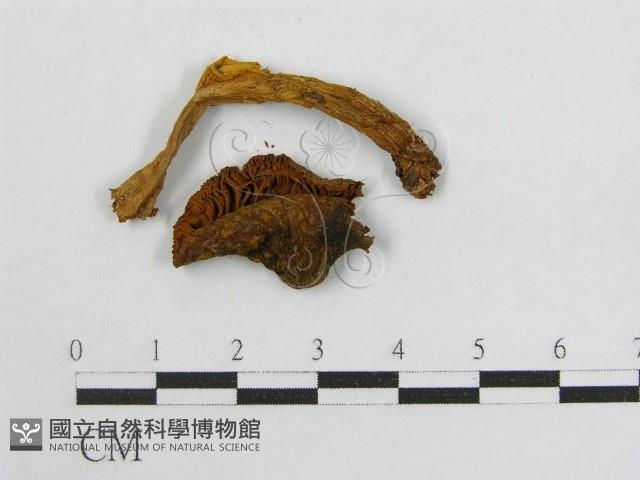 登錄號:F0002305藏品圖，第4張
