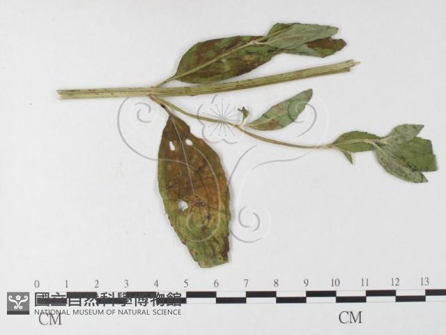 登錄號:F0026215藏品圖，第4張