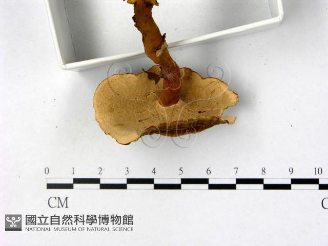 登錄號:F0016215藏品圖，第4張
