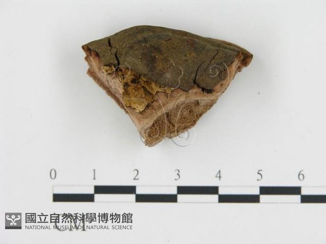 登錄號:F0019815藏品圖，第4張