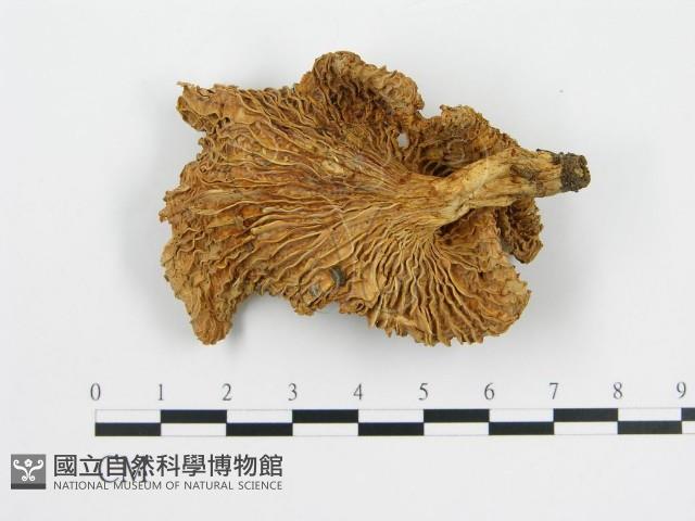 登錄號:F0003815藏品圖，第4張