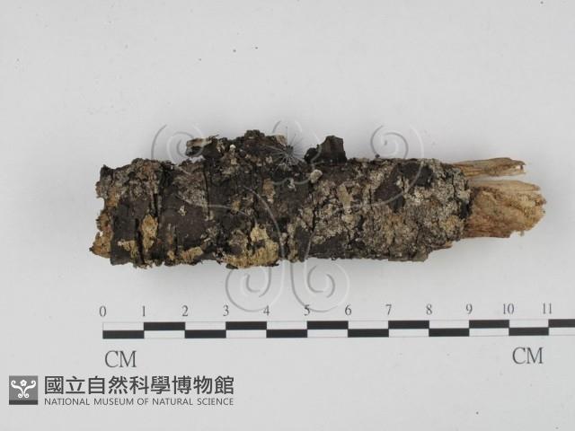 登錄號:F0001915藏品圖，第4張