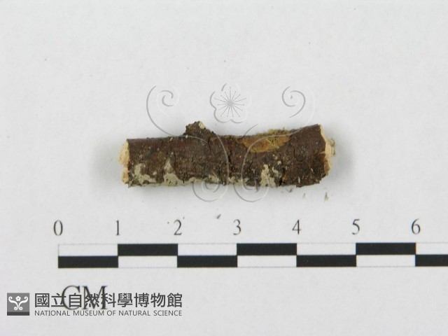 針齒銳岩菌藏品圖，第4張