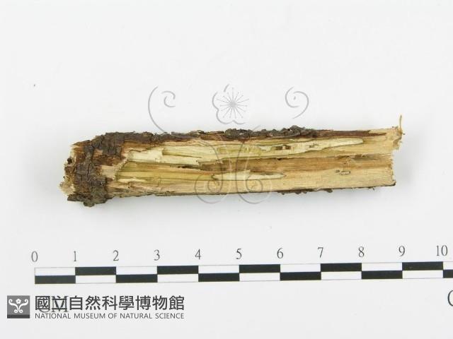 登錄號:F0009915藏品圖，第4張