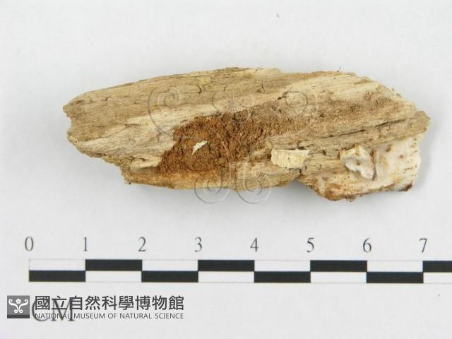 登錄號:F0019915藏品圖，第4張