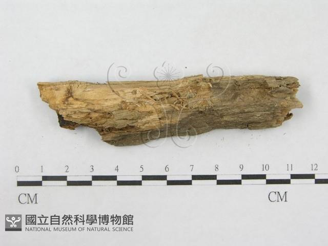 絲皮菌屬藏品圖，第4張