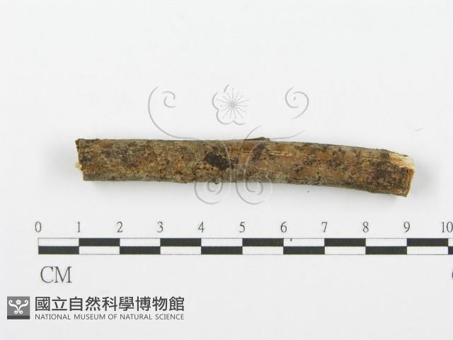 登錄號:F0001615藏品圖，第4張