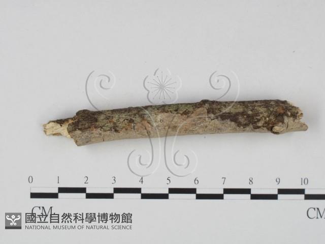 登錄號:F0023615藏品圖，第4張