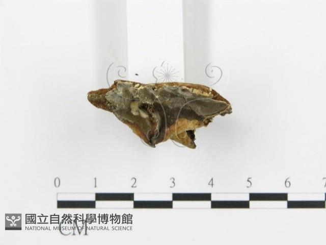 煙管菌藏品圖，第4張