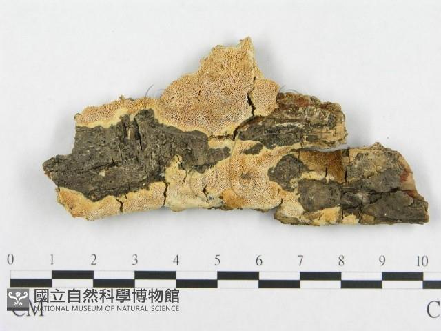 登錄號:F0017415藏品圖，第4張