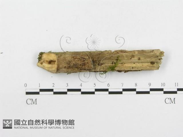 登錄號:F0020515藏品圖，第4張
