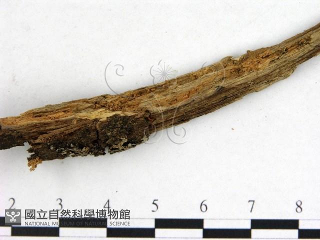 登錄號:F0016515藏品圖，第4張