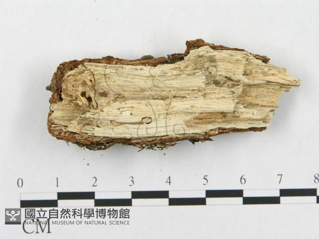 登錄號:F0002515藏品圖，第4張