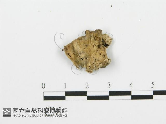 煙管菌藏品圖，第4張