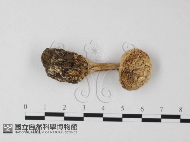 登錄號:F0003515藏品圖，第4張