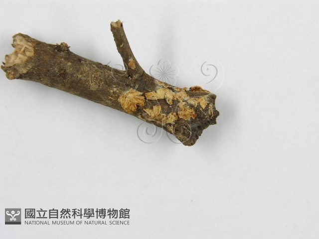 微皮傘屬藏品圖，第4張