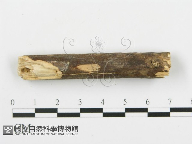 登錄號:F0003115藏品圖，第4張