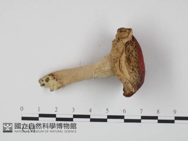 紅菇屬藏品圖，第4張