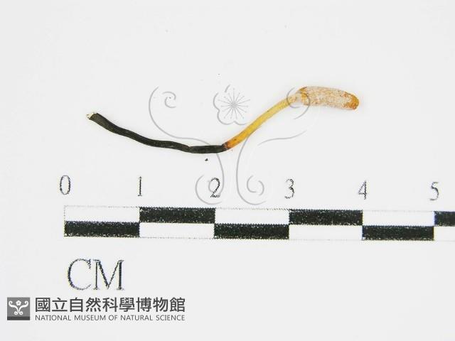 登錄號:F0011315藏品圖，第4張