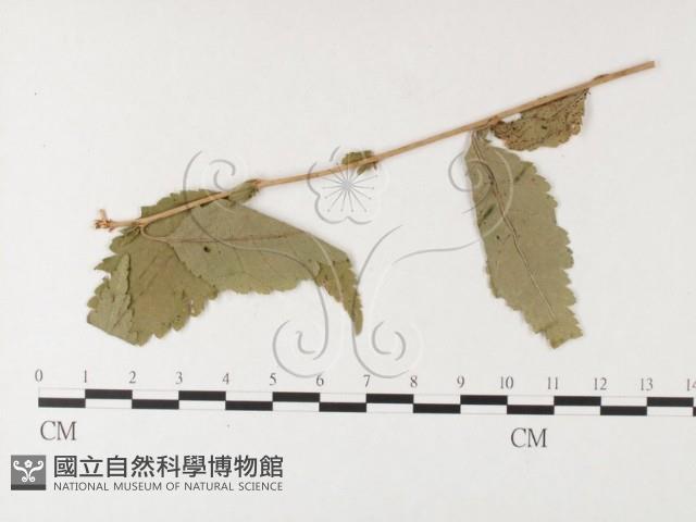 登錄號:F0026255藏品圖，第4張