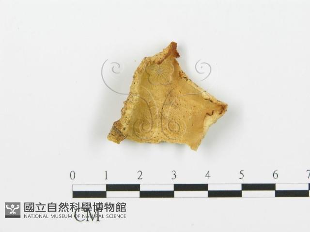 登錄號:F0017255藏品圖，第4張