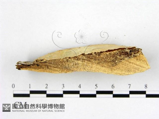登錄號:F0005855藏品圖，第4張