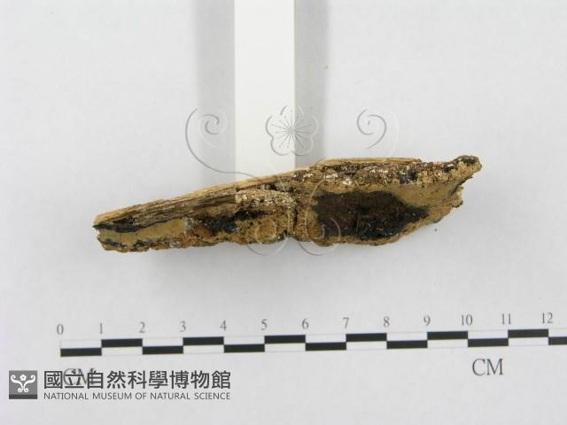 登錄號:F0000955藏品圖，第4張