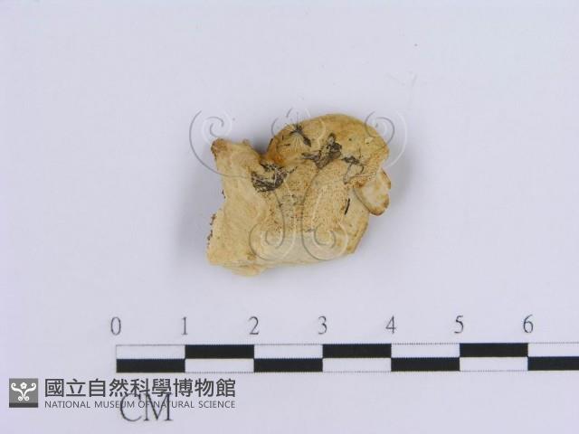 登錄號:F0019955藏品圖，第4張