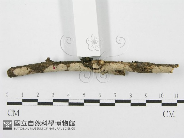 筍殼菌屬藏品圖，第4張
