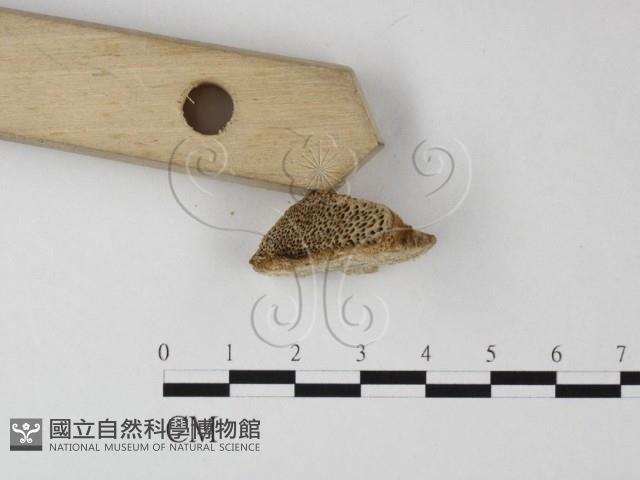 登錄號:F0017655藏品圖，第4張