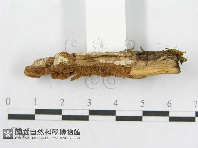 登錄號:F0013655藏品圖，第4張