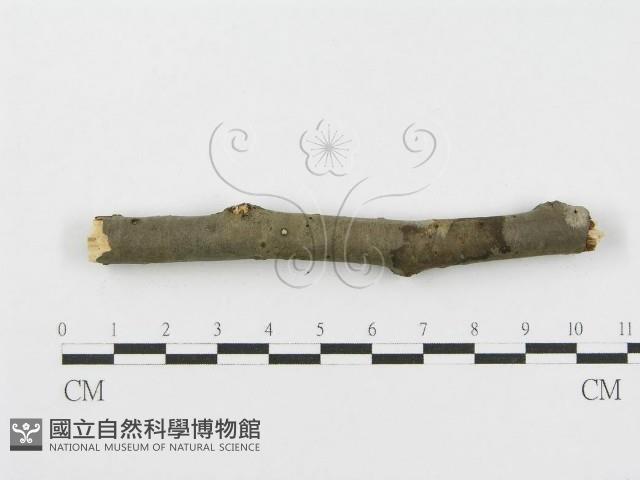 登錄號:F0010455藏品圖，第4張