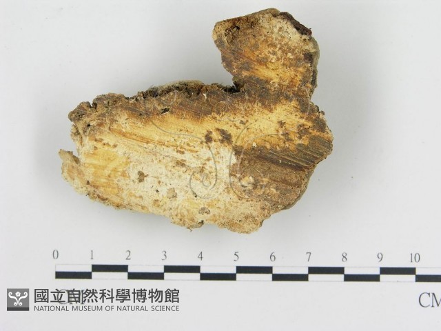 登錄號:F0016455藏品圖，第4張