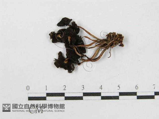 登錄號:F0012455藏品圖，第4張