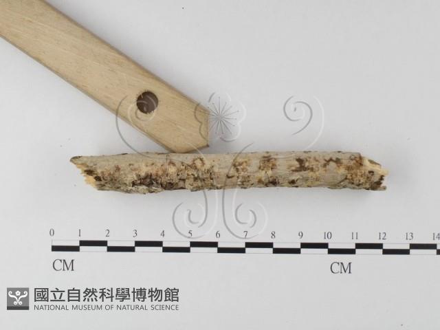 登錄號:F0022755藏品圖，第4張