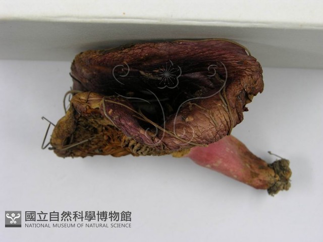 登錄號:F0003755藏品圖，第4張