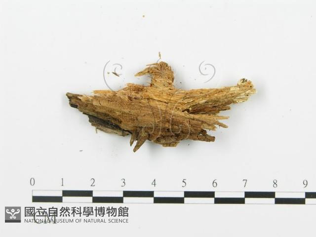 登錄號:F0009555藏品圖，第4張