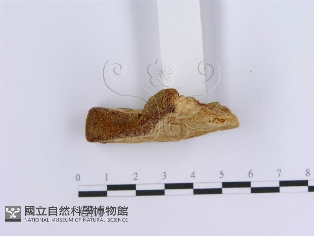 登錄號:F0007155藏品圖，第4張